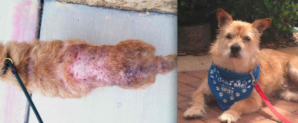 dog flea rash pictures